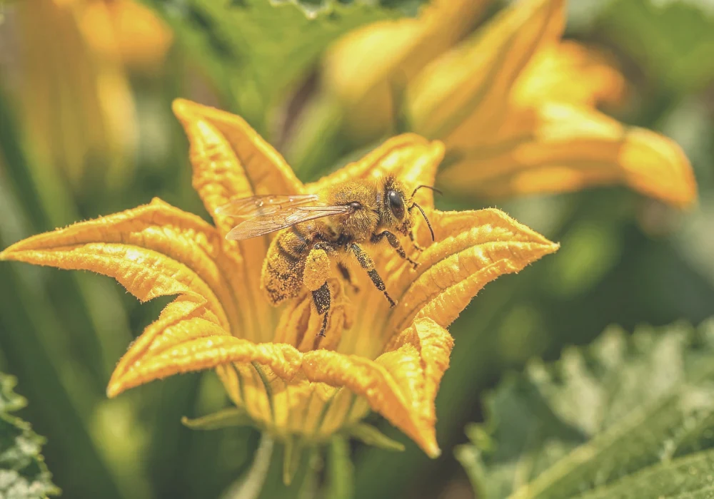 Que faire quand les courgettes produisent des fleurs mais aucune courgette ? 2 abeille sur fleur courgette jaune