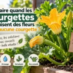 courgettes fleurs jaunes et feuillage
